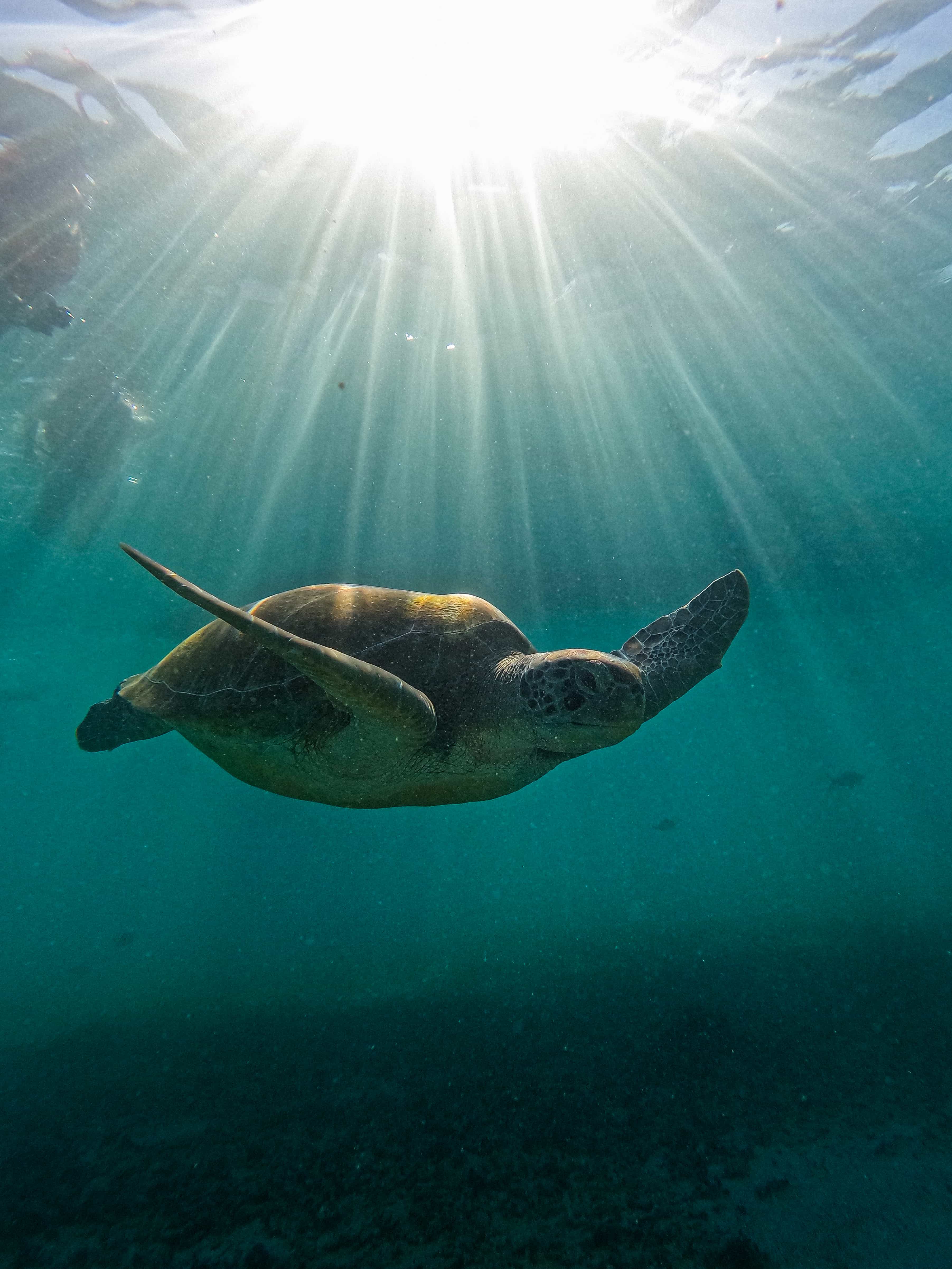 1.5 hours Snorkeling at Tulum's paradise reef 1.5 hours Snorkeling at Tulum's paradise reef