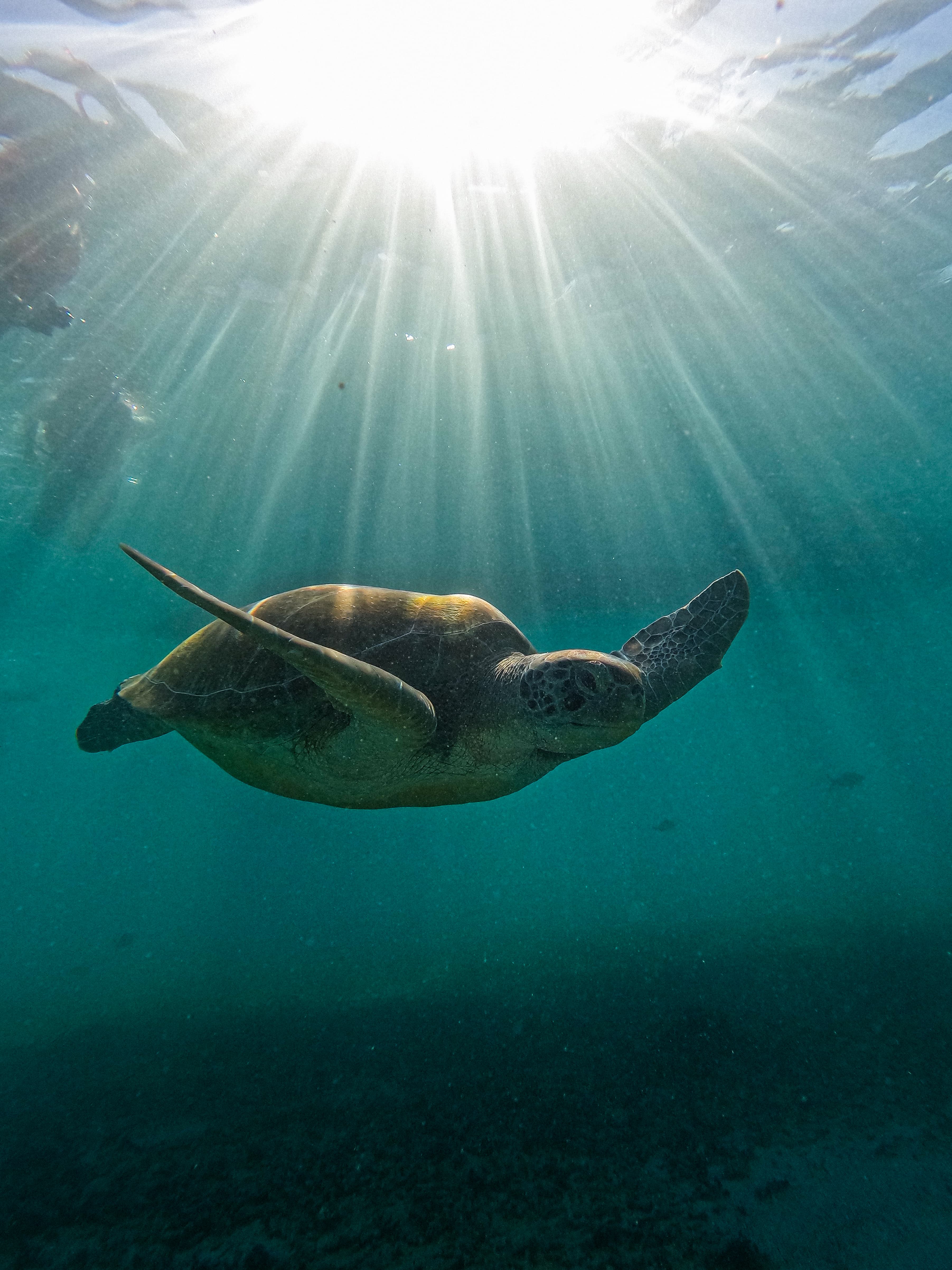Tulum in 1 Day for Friends - Guided snorkeling over Tulum's reef with snorkel equipment provided Tulum in 1 Day for Friends - Guided snorkeling over Tulum's reef with snorkel equipment provided