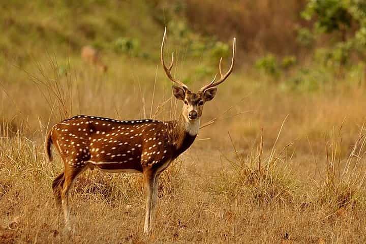 3-Day Koshi Tappu Wildlife Reserve Tour — Private (from Kathmandu) 3-Day Koshi Tappu Wildlife Reserve Tour — Private (from Kathmandu)