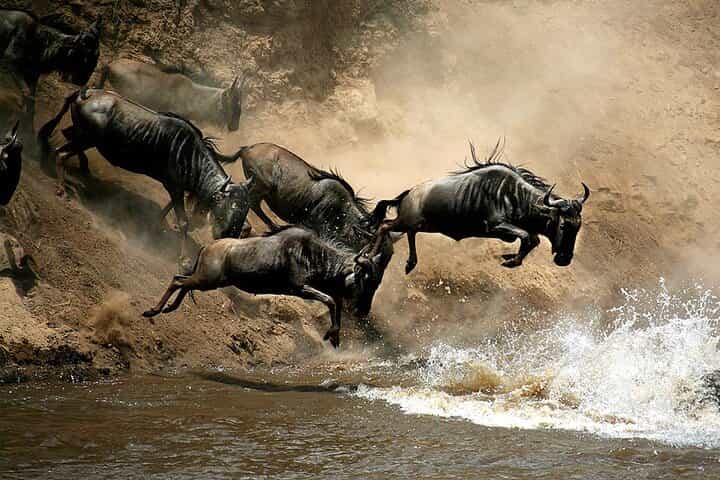 Nairobi in 4 Days - Afternoon and full-day game drives in Maasai Mara National Reserve Nairobi in 4 Days - Afternoon and full-day game drives in Maasai Mara National Reserve