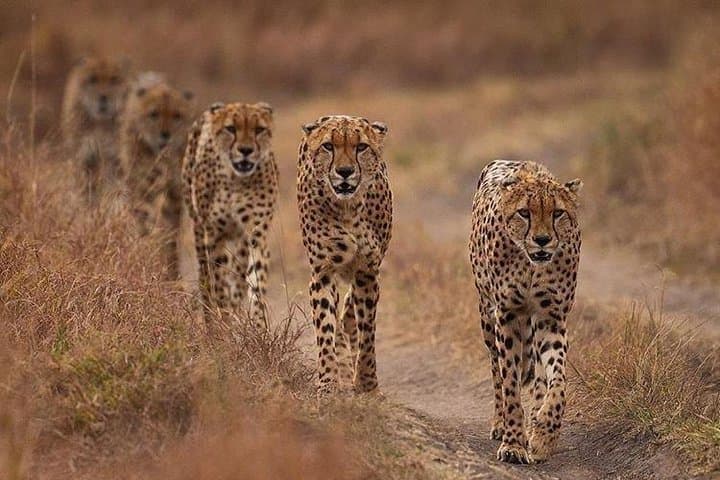 Nairobi in 7 Days for Friends - Full-board accommodation in lodges and tented camps Nairobi in 7 Days for Friends - Full-board accommodation in lodges and tented camps