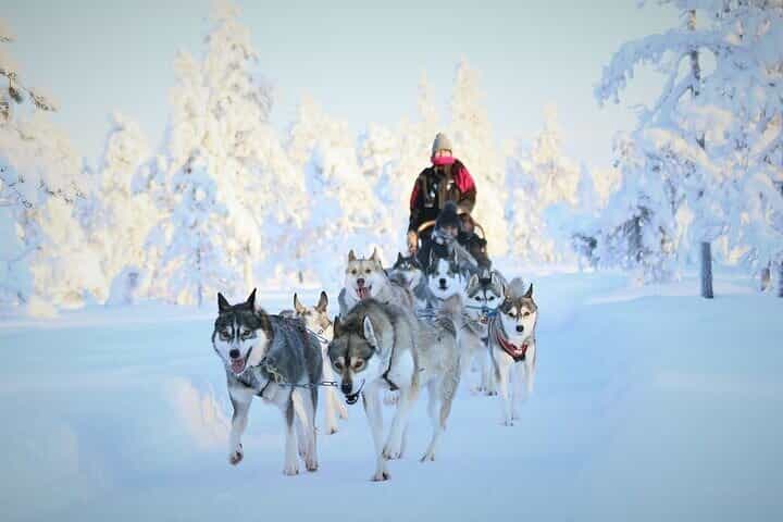 8–10 km Husky Ride in the Taiga and Visit Other Farm Animals 8–10 km Husky Ride in the Taiga and Visit Other Farm Animals
