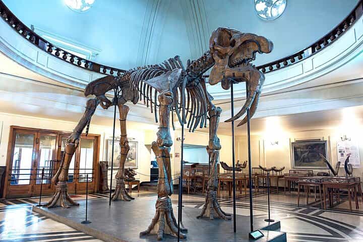 Sofia in 1 Days - Restored Deinotherium skeleton (Deinotherium thraciensis) — central exhibit Sofia in 1 Days - Restored Deinotherium skeleton (Deinotherium thraciensis) — central exhibit