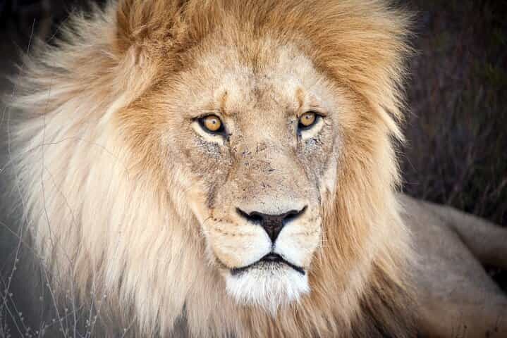 Big 5 Safari Aquila Day Tour — Wine Tasting & Lunch Big 5 Safari Aquila Day Tour — Wine Tasting & Lunch