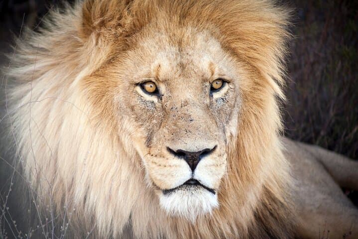 Cape Town in 1 Day for Couples - Wine tasting at Fairview Wine & Cheese in the Paarl Winelands Cape Town in 1 Day for Couples - Wine tasting at Fairview Wine & Cheese in the Paarl Winelands