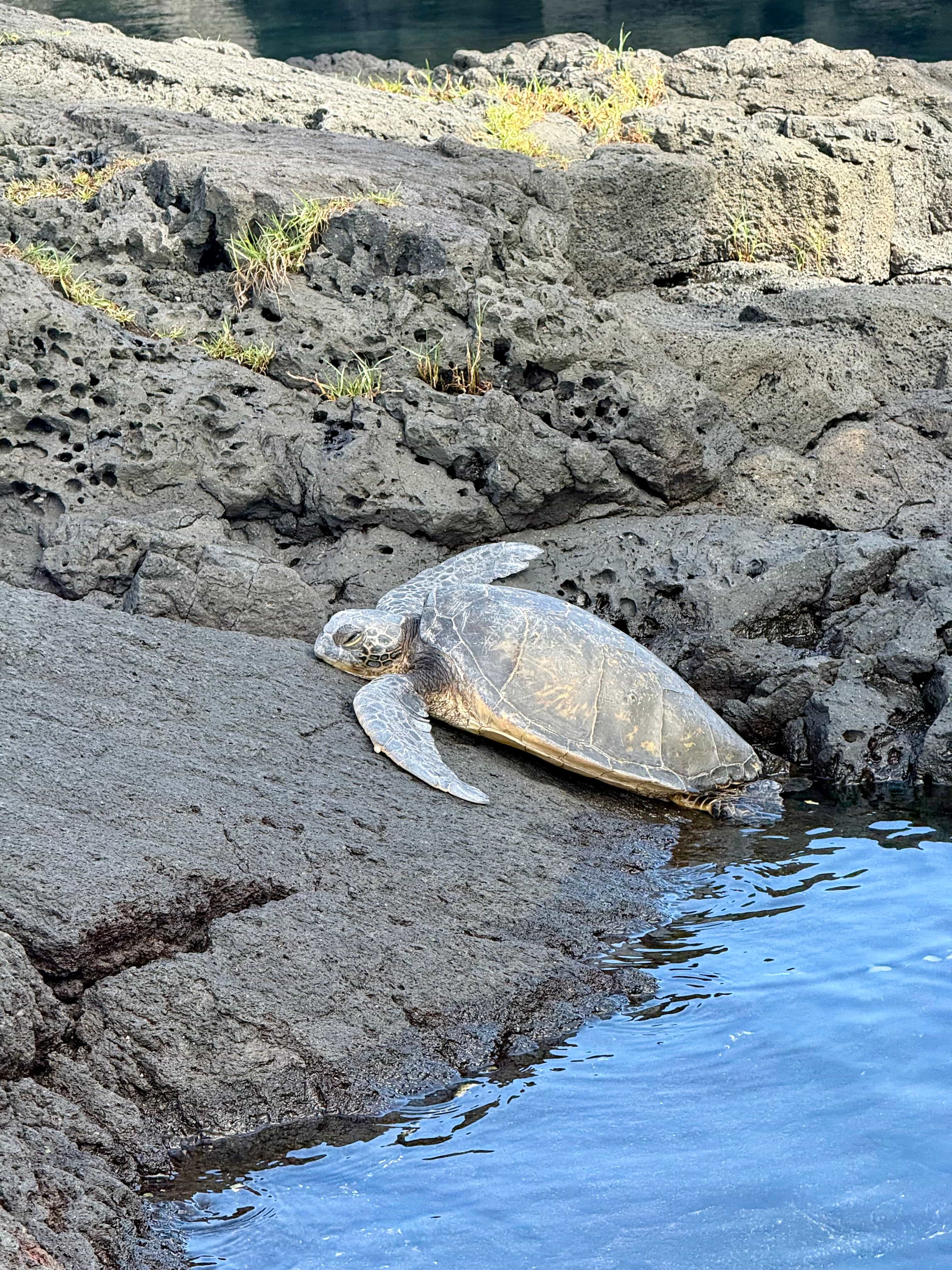 Black Sand Beaches, Snorkeling & Sea Turtles Black Sand Beaches, Snorkeling & Sea Turtles