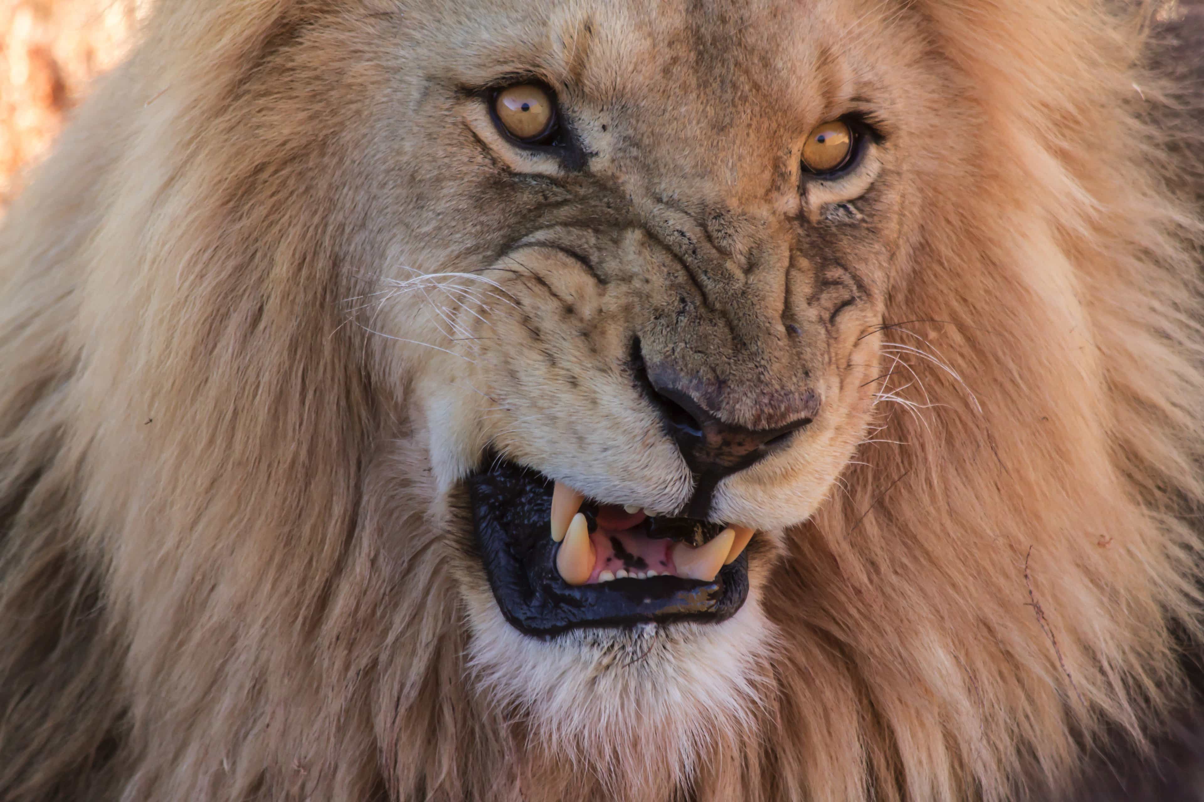 Cape Town: Aquila Reserve safari with lunch & Fairview wine tasting — Romantic day trip Cape Town: Aquila Reserve safari with lunch & Fairview wine tasting — Romantic day trip