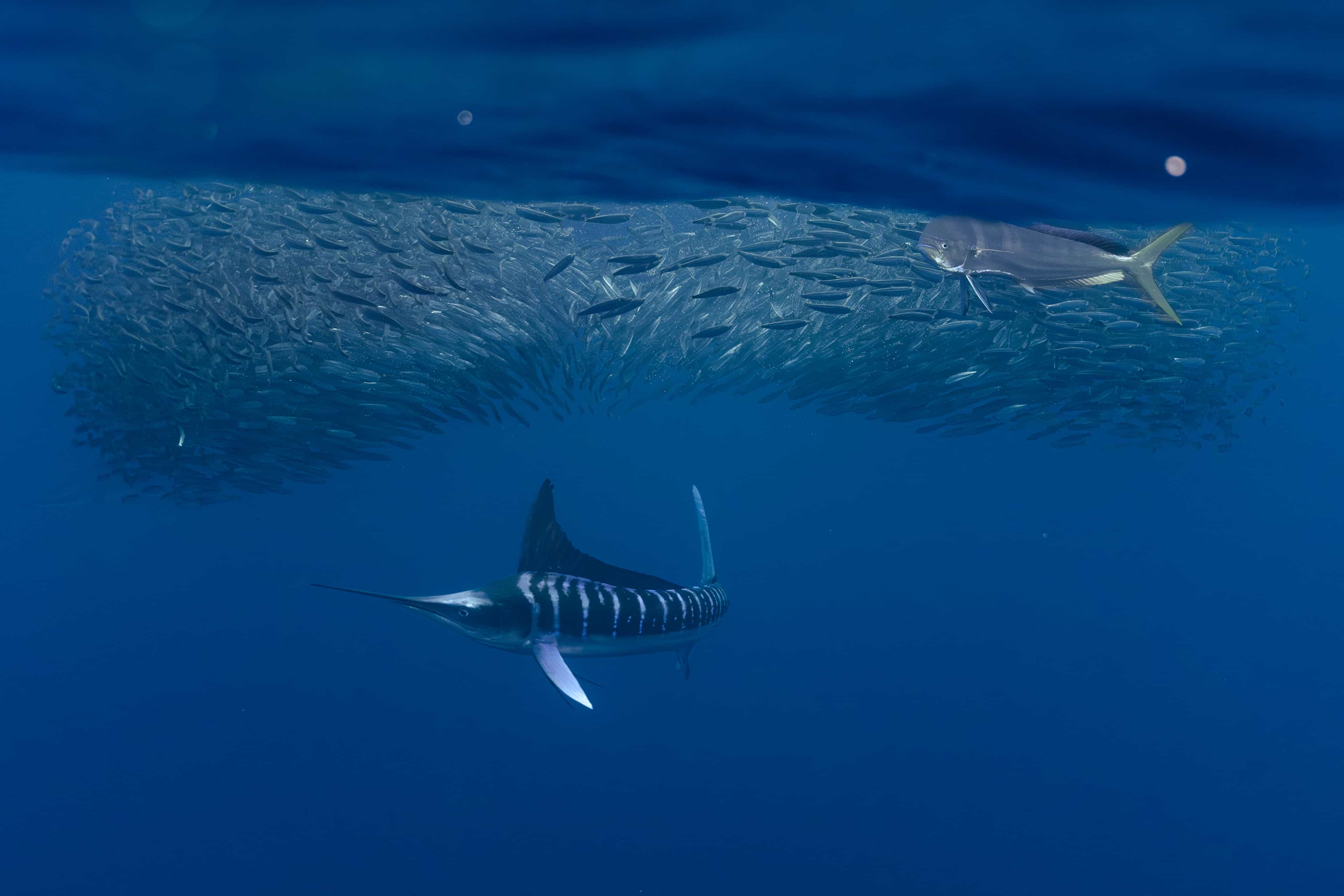 Carrera de la Sardina Mexicana — Expedición en Bahía Magdalena Carrera de la Sardina Mexicana — Expedición en Bahía Magdalena
