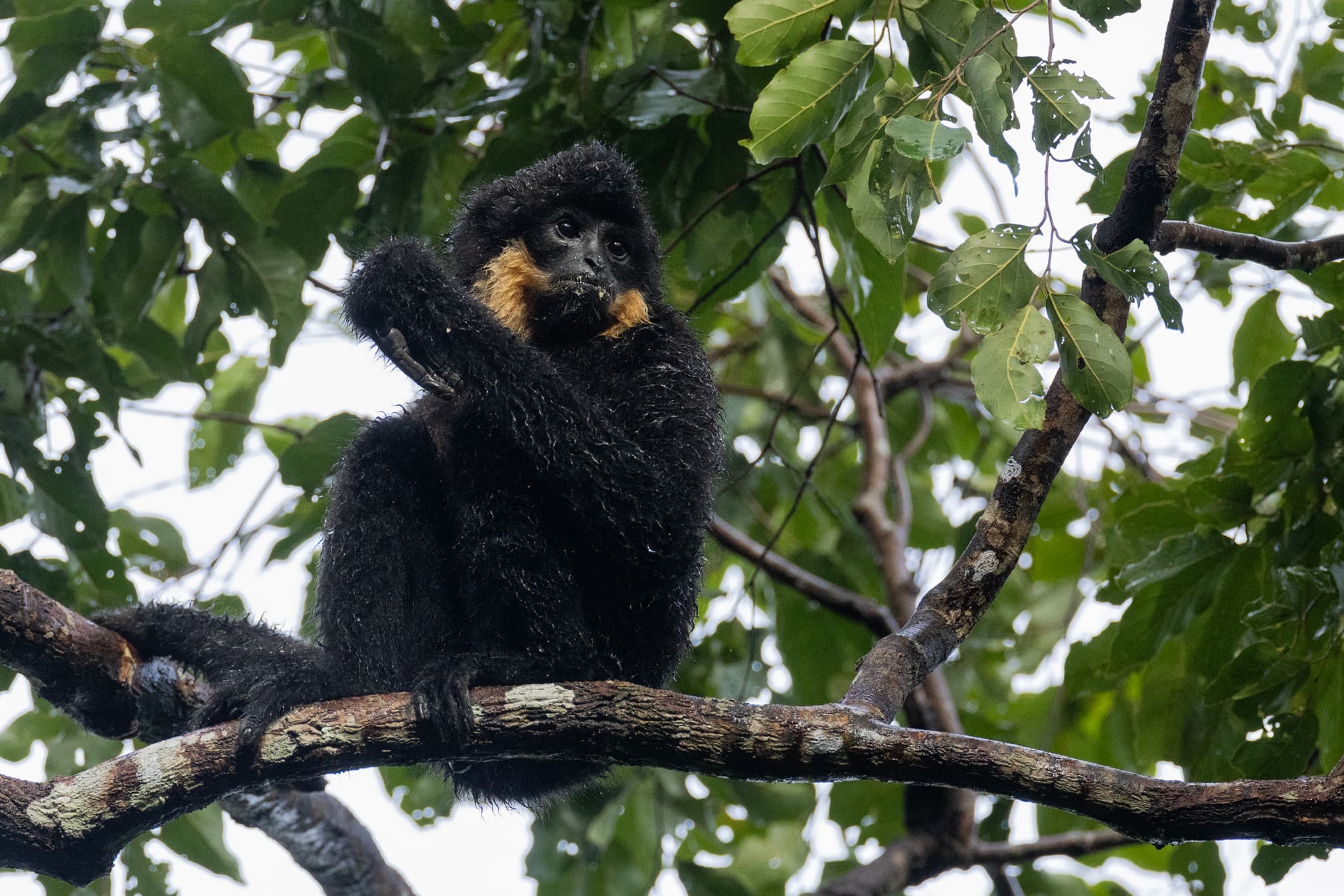 Senmonorom in 3 Days for Couples - Pre-dawn Southern yellow-cheeked crested gibbon tracking Senmonorom in 3 Days for Couples - Pre-dawn Southern yellow-cheeked crested gibbon tracking