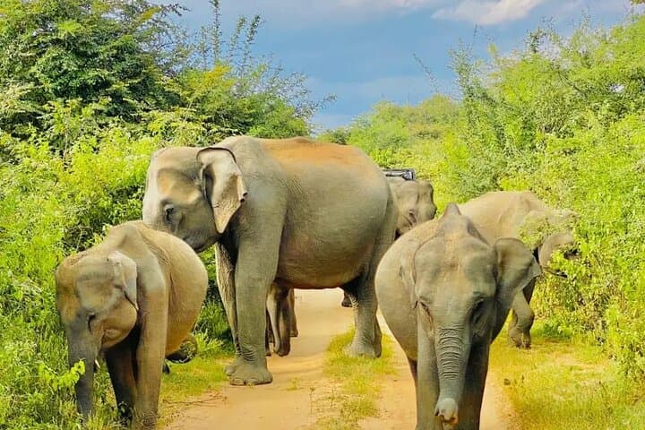 Ella, Hikkaduwa, Galle, Mirissa to Udawalawe Safari Day Trip Ella, Hikkaduwa, Galle, Mirissa to Udawalawe Safari Day Trip