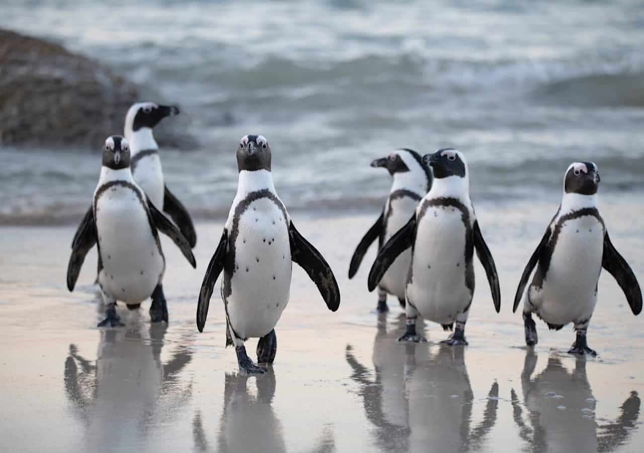 Full-Day Best of Cape Town Private Tour - Table Mountain & Constantia Wine Route Full-Day Best of Cape Town Private Tour - Table Mountain & Constantia Wine Route