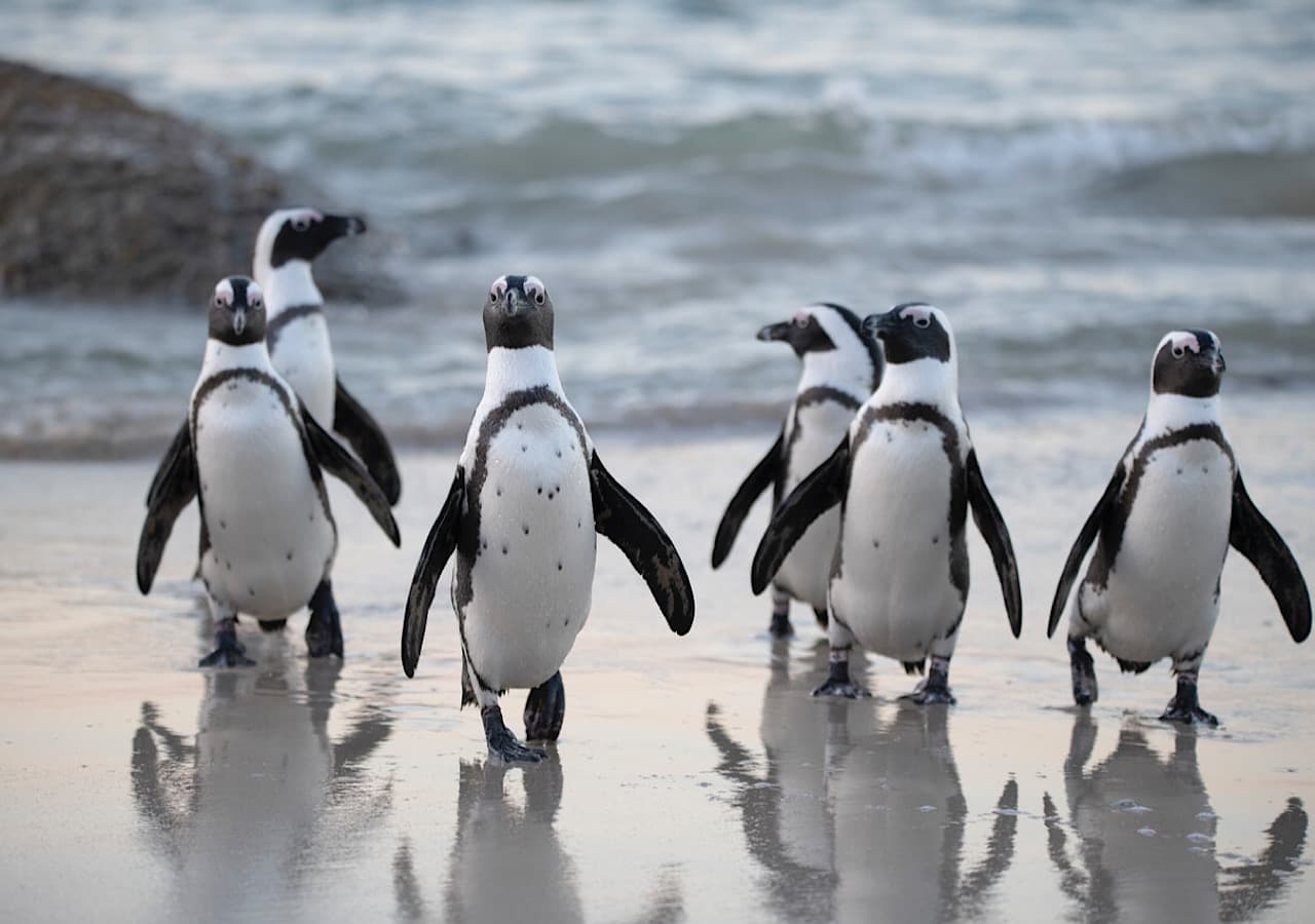 Cape Town in 1 Day for Couples - Panoramic views from Table Mountain Cape Town in 1 Day for Couples - Panoramic views from Table Mountain