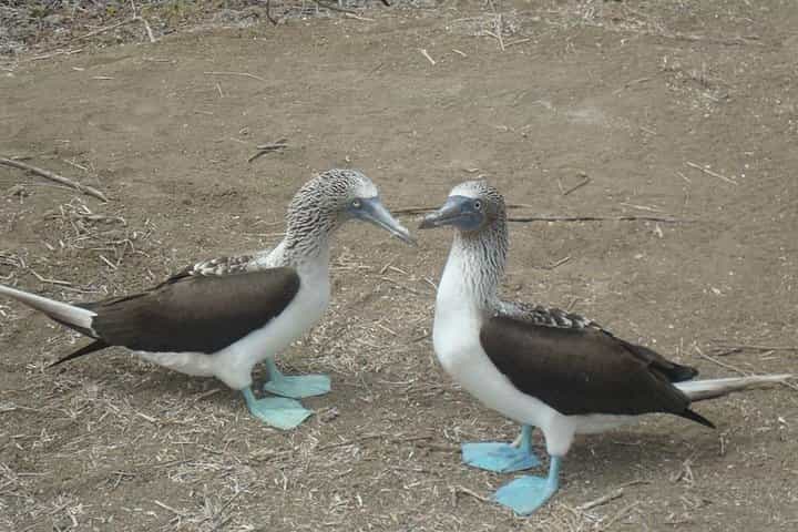 Seymour in 5 Days - Arrival pickup at Baltra (Seymour) and transfer to Puerto Ayora Seymour in 5 Days - Arrival pickup at Baltra (Seymour) and transfer to Puerto Ayora