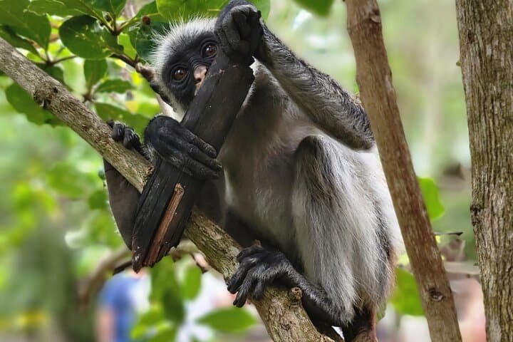 Jozani Forest and Spice Farm Tour Zanzibar Nature Experience Jozani Forest and Spice Farm Tour Zanzibar Nature Experience