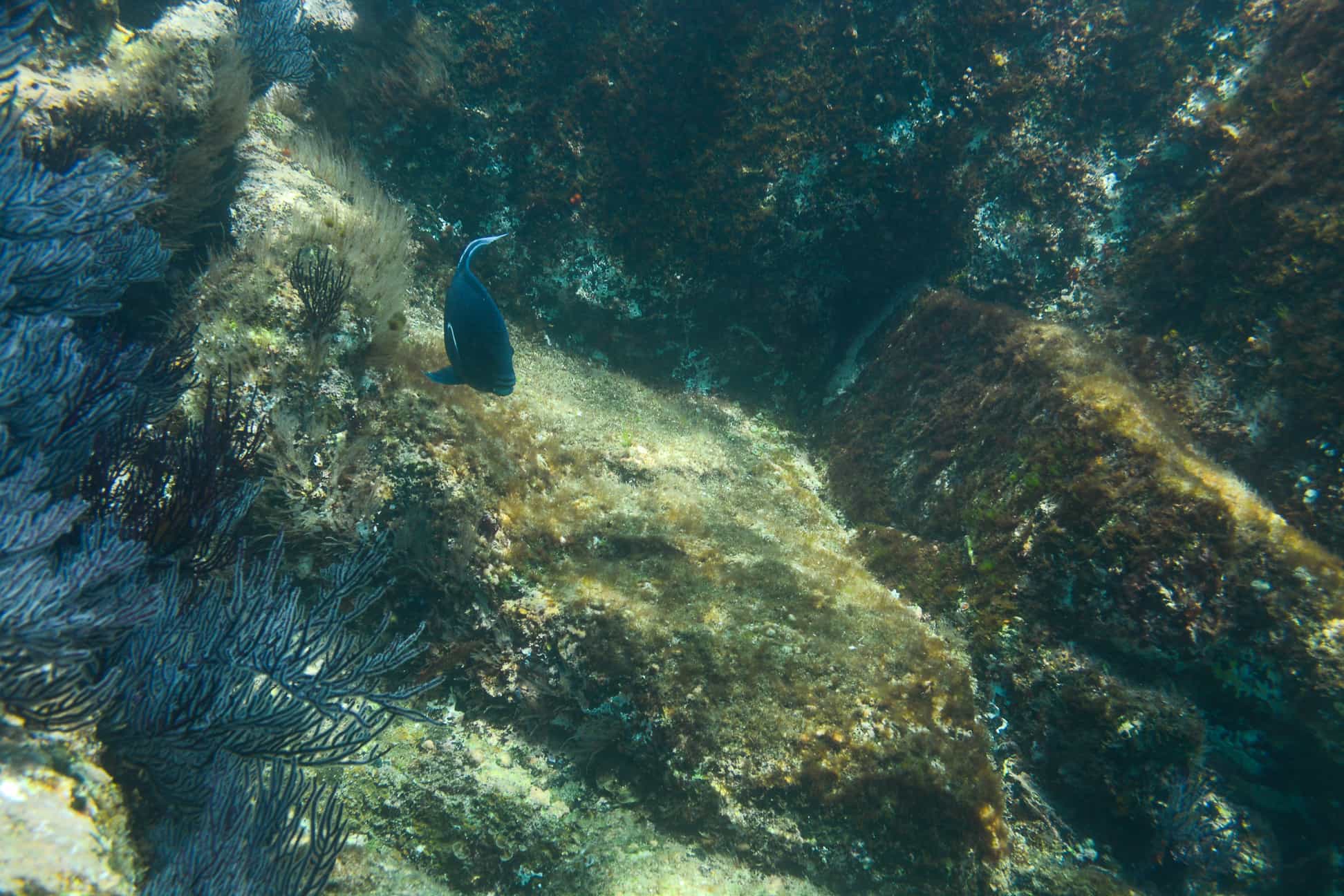 Los Cabos Snorkeling Tour to Chileno Bay and Santa Maria Cove Los Cabos Snorkeling Tour to Chileno Bay and Santa Maria Cove