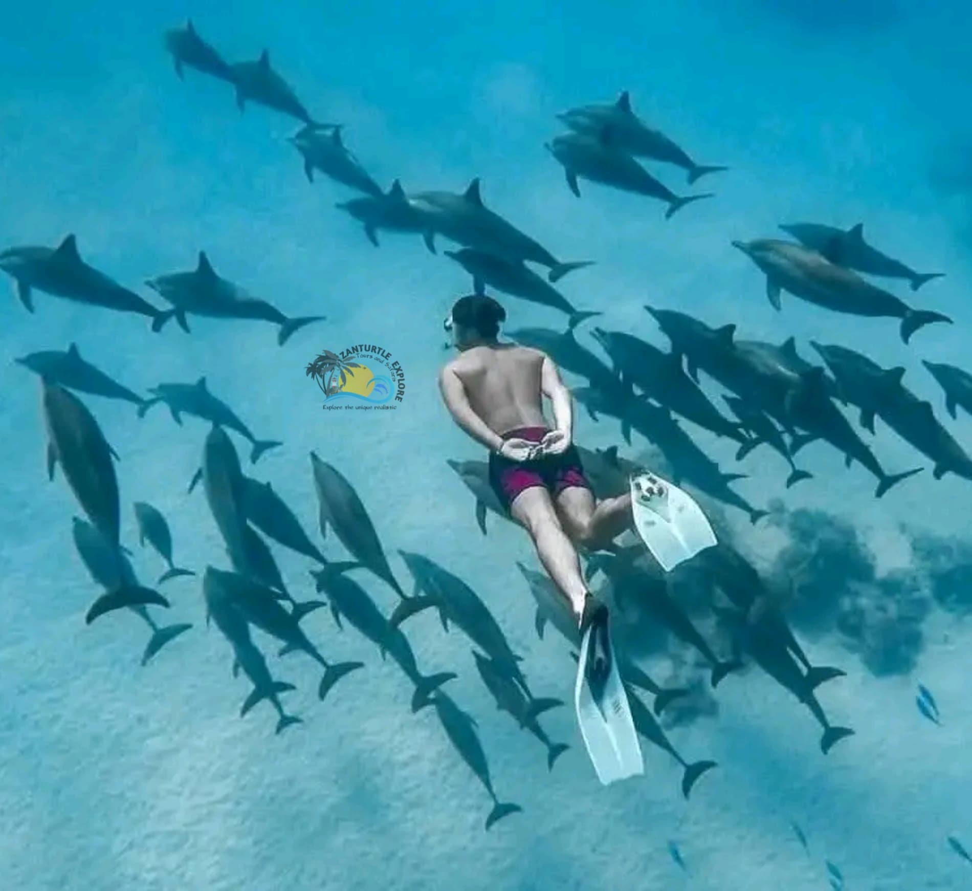 Unguja in 1 Day for Families - Swim near wild dolphins in their natural environment Unguja in 1 Day for Families - Swim near wild dolphins in their natural environment