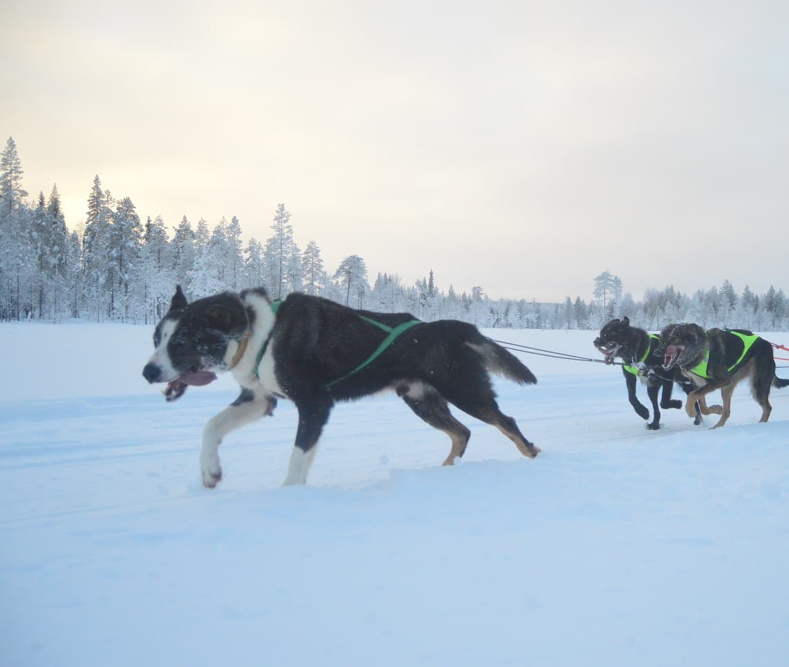 Pineforest Pawprint (10km tour) Pineforest Pawprint (10km tour)
