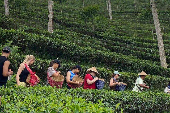 Yogyakarta in 1 Day for Couples - Hand-harvest tea leaves with a local guide Yogyakarta in 1 Day for Couples - Hand-harvest tea leaves with a local guide