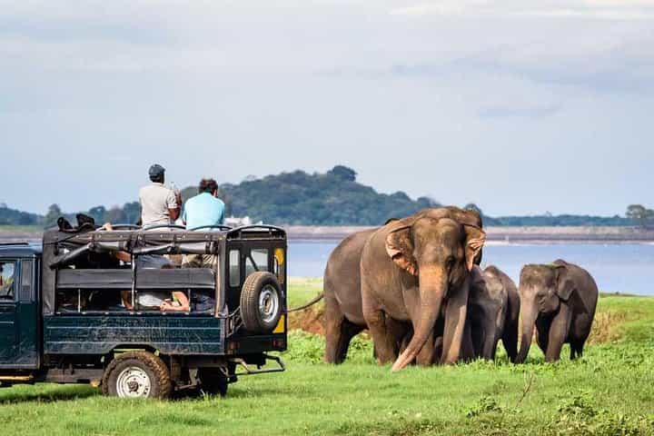 Sigiriya in 1 Days - Private 4x4 jeep with an experienced park tracker Sigiriya in 1 Days - Private 4x4 jeep with an experienced park tracker