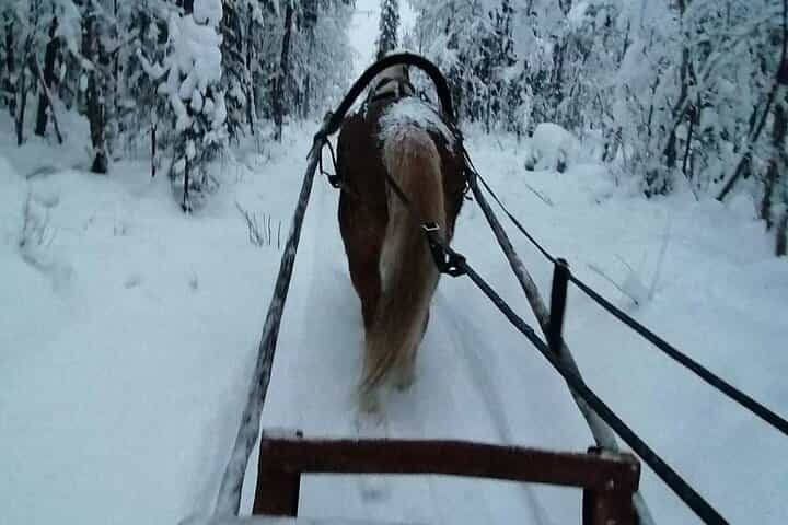 Private Sleigh Ride with Finnhorse Private Sleigh Ride with Finnhorse