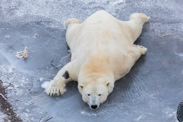 Ranua Zoo Family Tour from Rovaniemi Ranua Zoo Family Tour from Rovaniemi