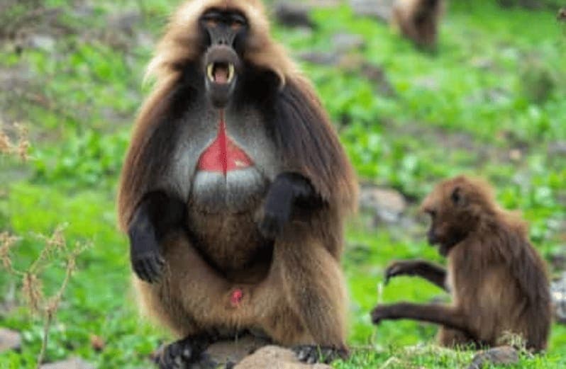 scenic Day Trip Debre libanose monasteries and Portugal Bridge scenic Day Trip Debre libanose monasteries and Portugal Bridge