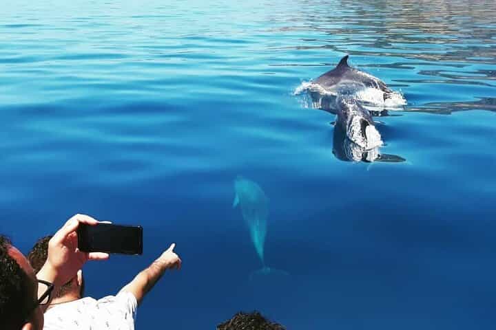 Sesimbra Family Dolphin & Arrábida Coast Tour (Bolhas Tours) Sesimbra Family Dolphin & Arrábida Coast Tour (Bolhas Tours)