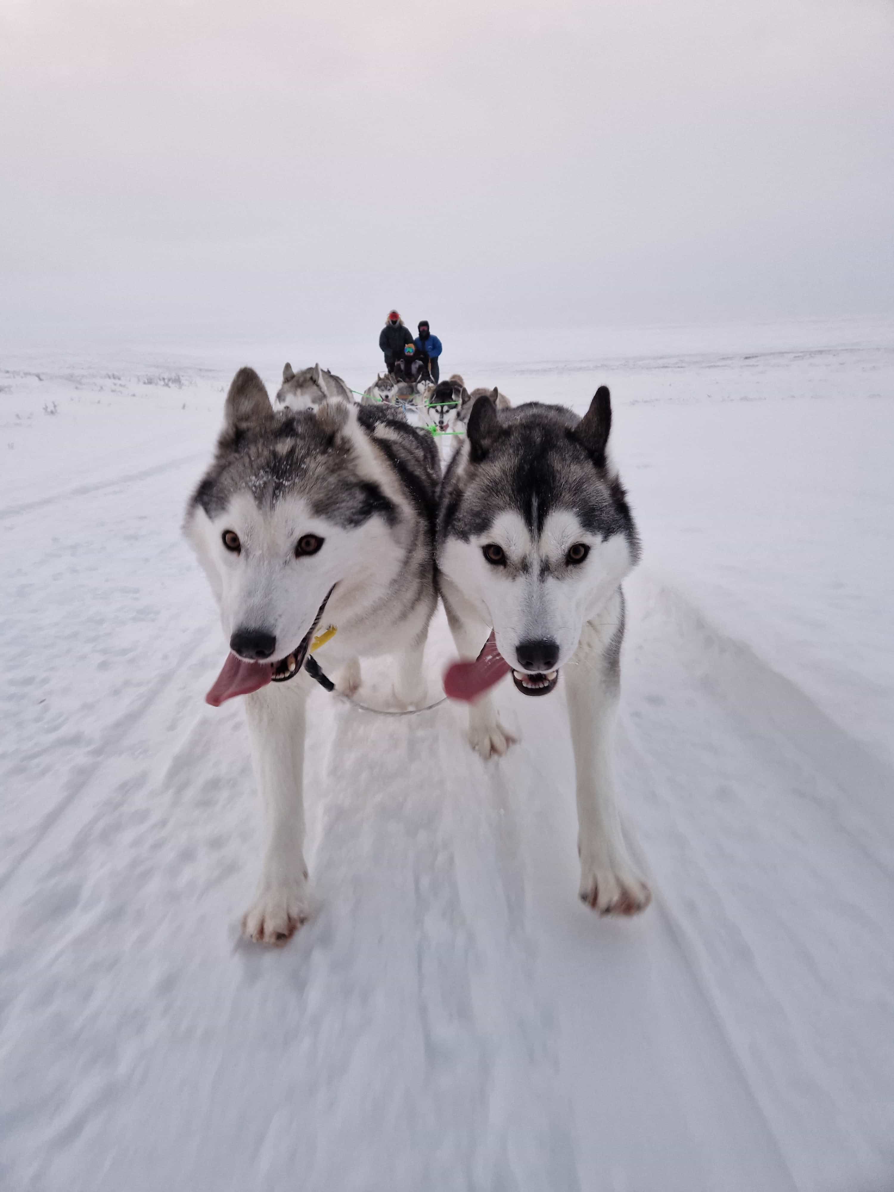 Laugar in 1 Days - Meet friendly Siberian Huskies at Vallholt kennel (Snow Dogs Iceland) Laugar in 1 Days - Meet friendly Siberian Huskies at Vallholt kennel (Snow Dogs Iceland)