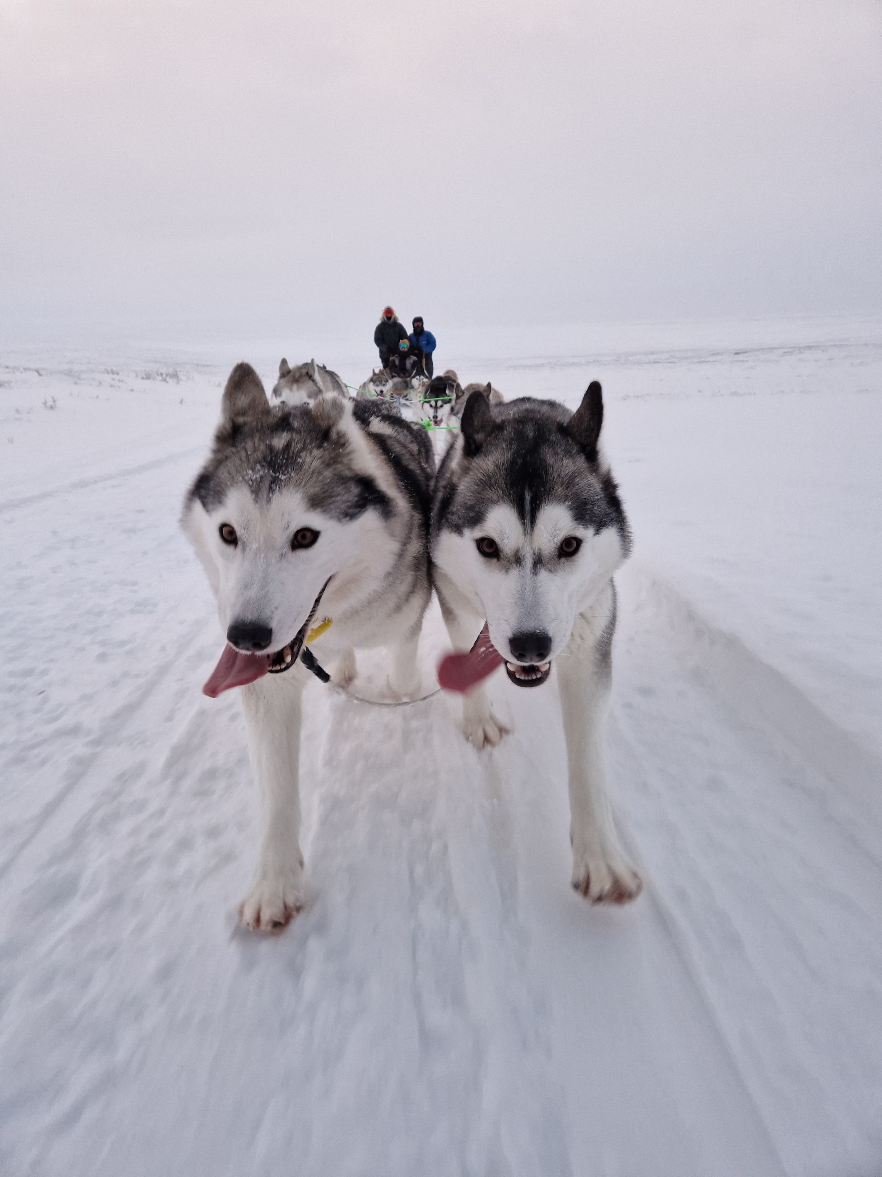 Siberian Husky Dog Sledding Siberian Husky Dog Sledding