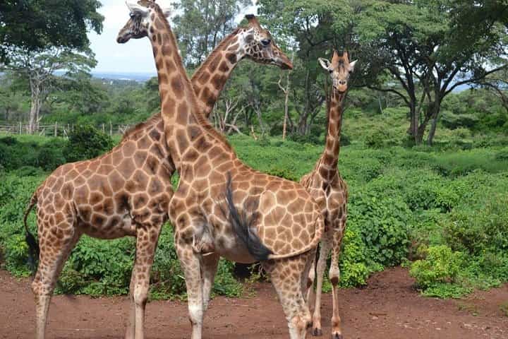 Tour: Giraffe Center and Nairobi National Park Tour: Giraffe Center and Nairobi National Park