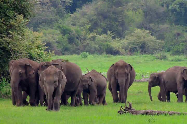 Udawalawe National Park Safari — Family-friendly 1‑Day Plan Udawalawe National Park Safari — Family-friendly 1‑Day Plan