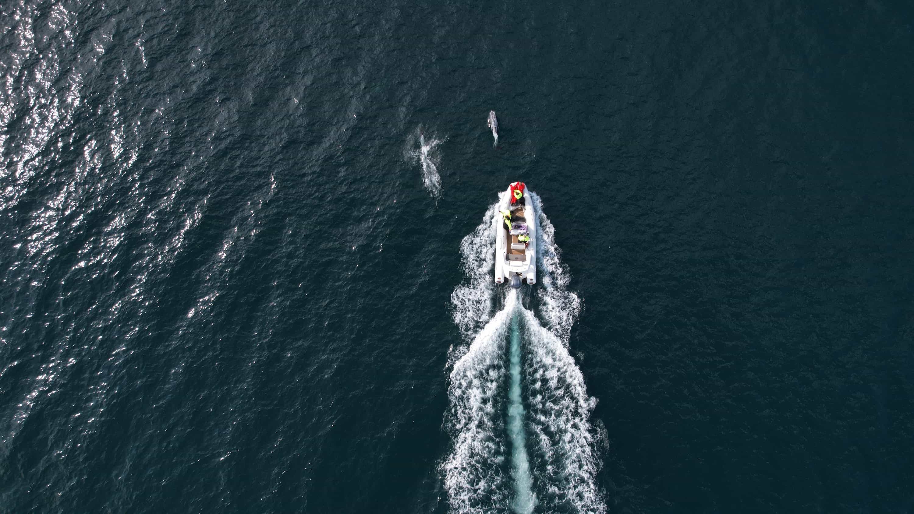 Seydisfjordur in 1 Days - Fast RIB ride through Seyðisfjörður Seydisfjordur in 1 Days - Fast RIB ride through Seyðisfjörður