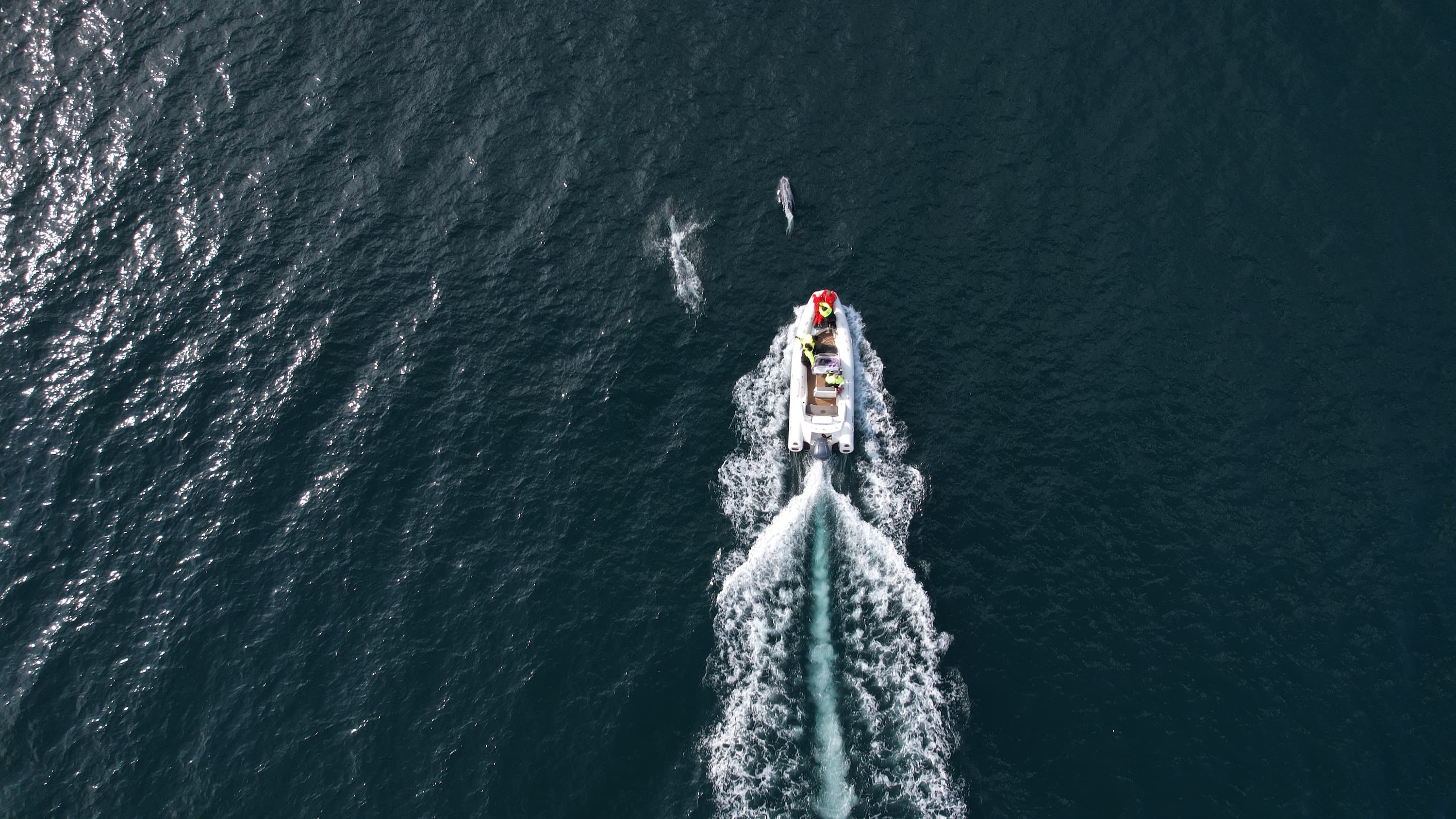 Seydisfjordur in 1 Day for Friends - Fast RIB ride through Seyðisfjörður Seydisfjordur in 1 Day for Friends - Fast RIB ride through Seyðisfjörður