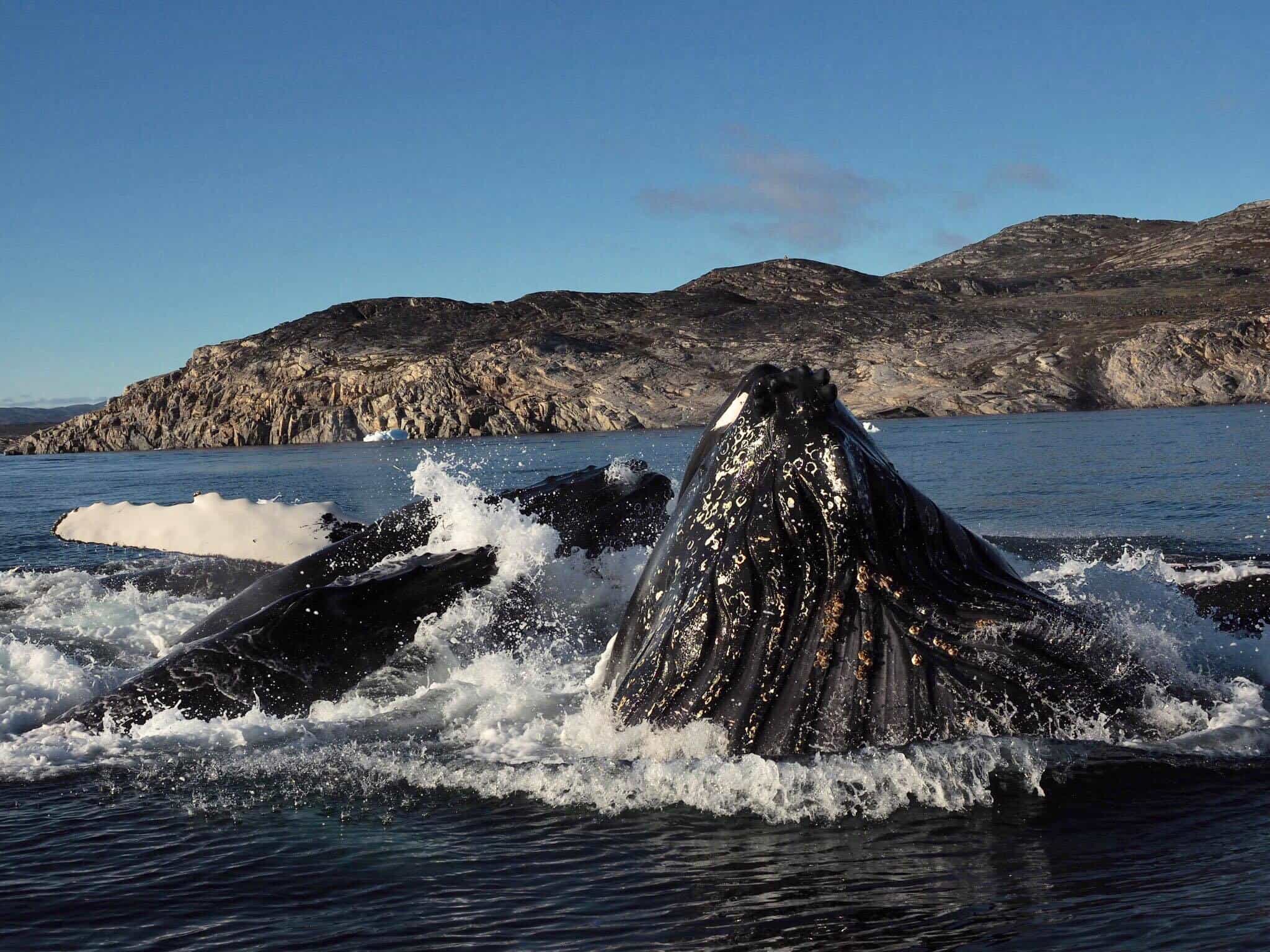 Ilulissat in 1 Days - Guaranteed whale sightings (operator guarantee) Ilulissat in 1 Days - Guaranteed whale sightings (operator guarantee)