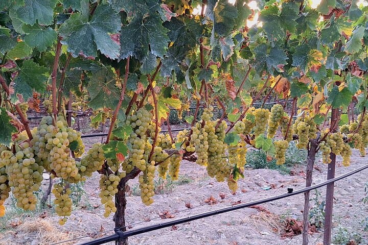 Wine Raki and Olive Oil tasting in Heraklion Wine Raki and Olive Oil tasting in Heraklion