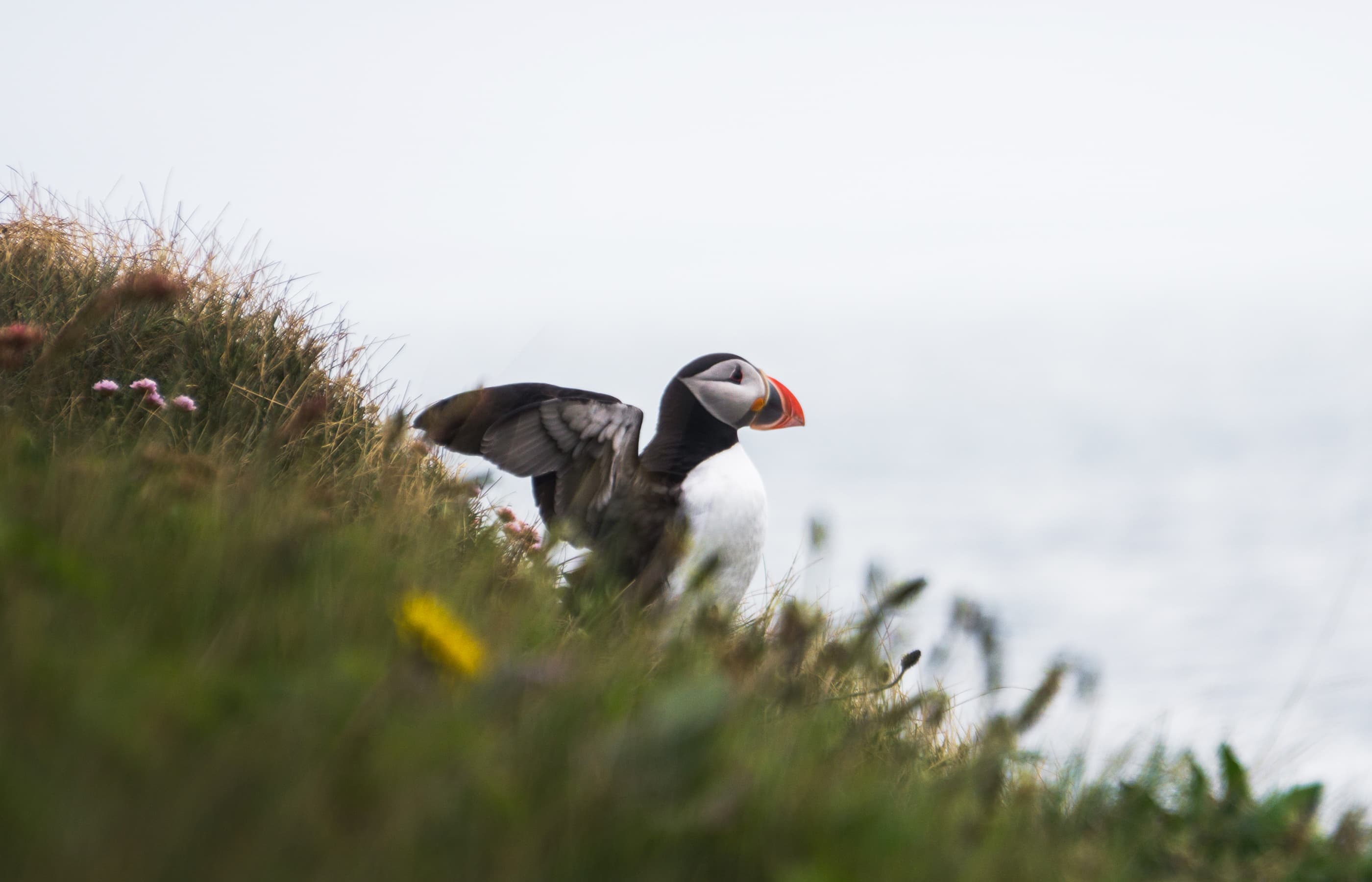 Your Vestmannaeyjar, Puffin and Volcano Tour Your Vestmannaeyjar, Puffin and Volcano Tour